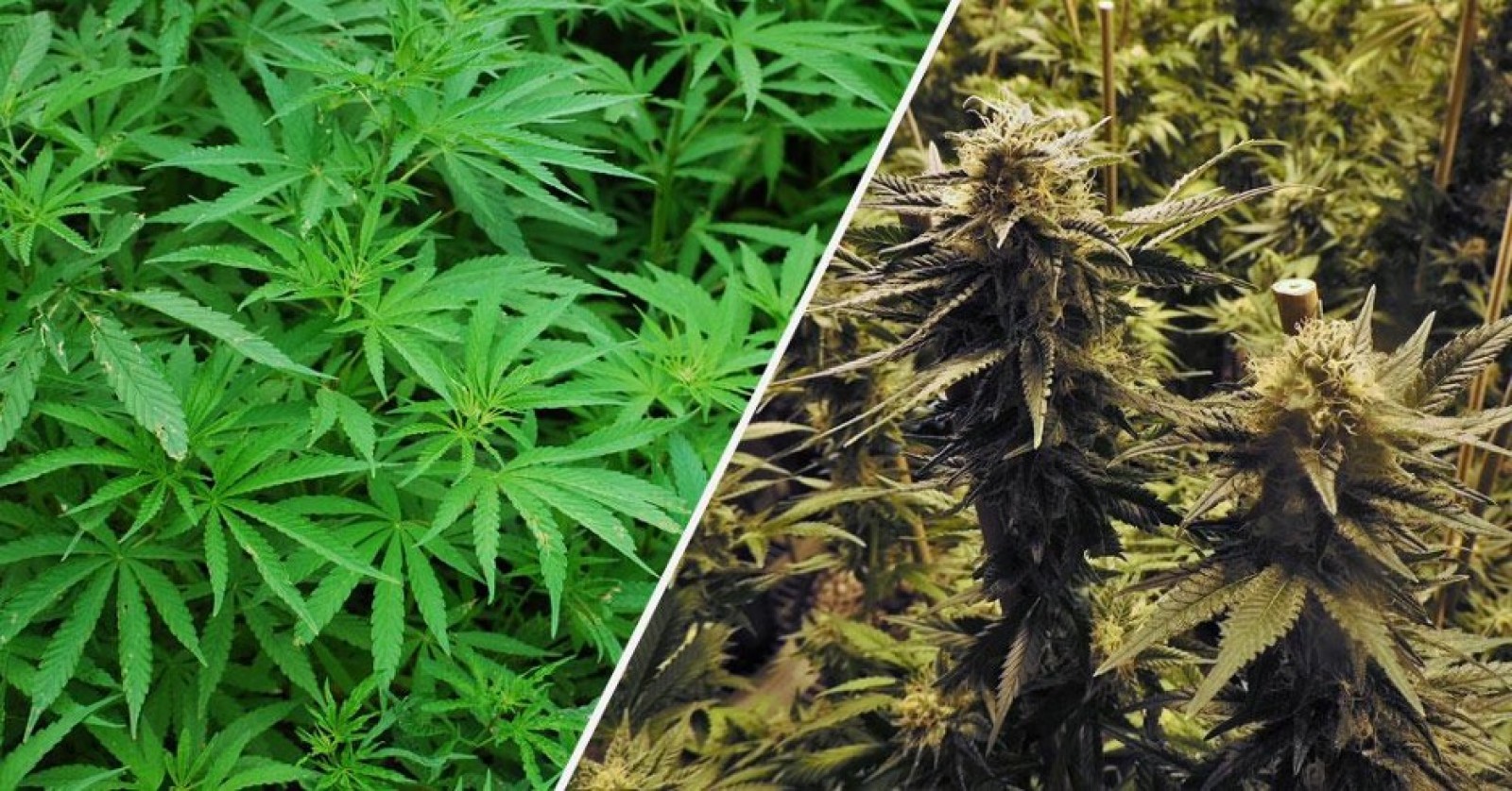 Hemp vs Marijuana: What’s the Difference?